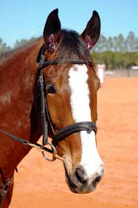 今話題の馬油とは?人気の秘密は万能性にあり!