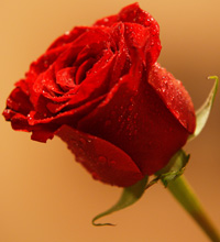 バラは大脳を刺激する!?美容と健康にいい赤いバラの秘密